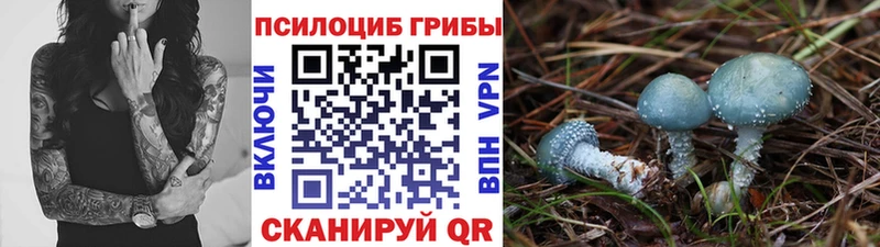 kraken tor  где можно купить   Камышин  Псилоцибиновые грибы мухоморы 